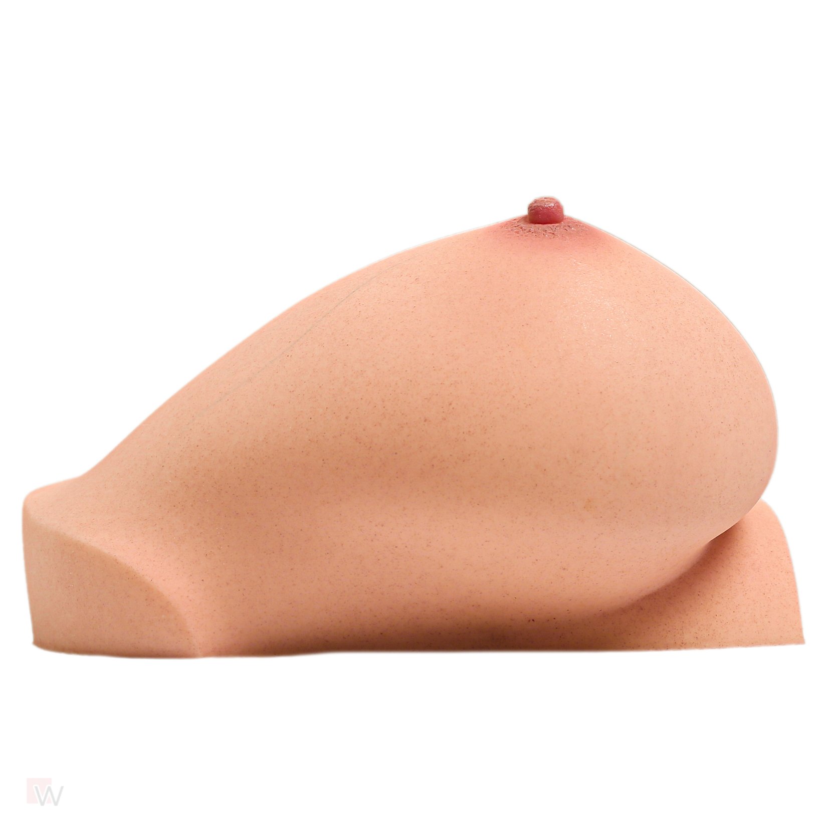 CLM - Torso Brüste B86 – Bild 2